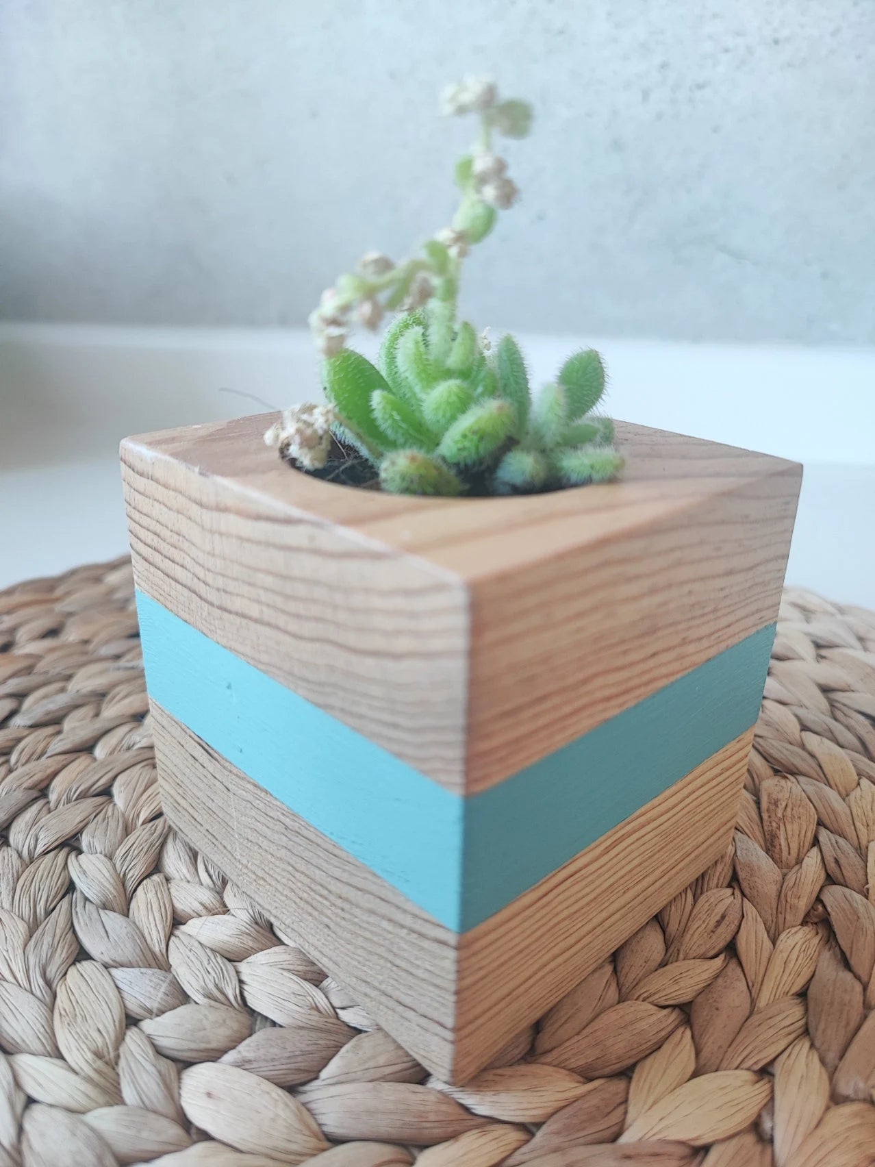 Tacoceta turquoise