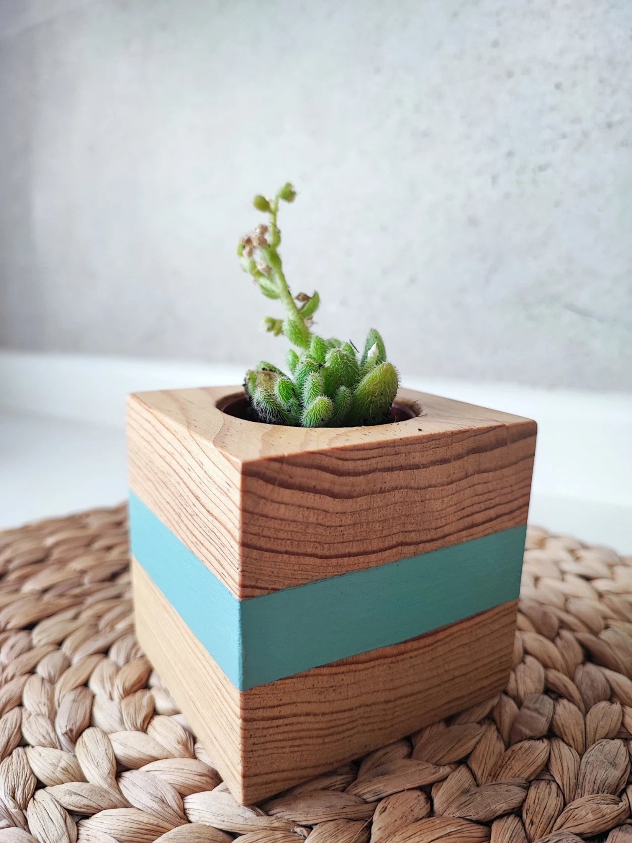 Tacoceta turquoise