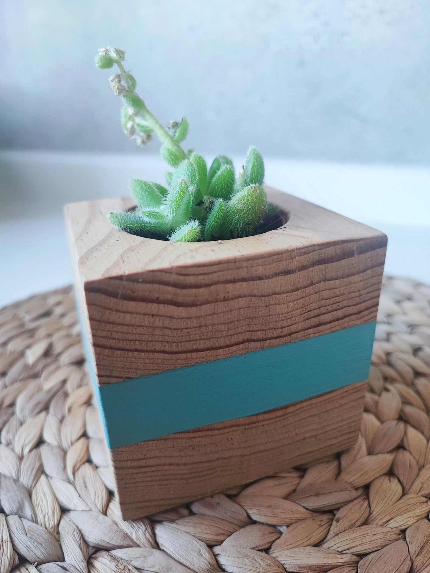 Tacoceta turquoise